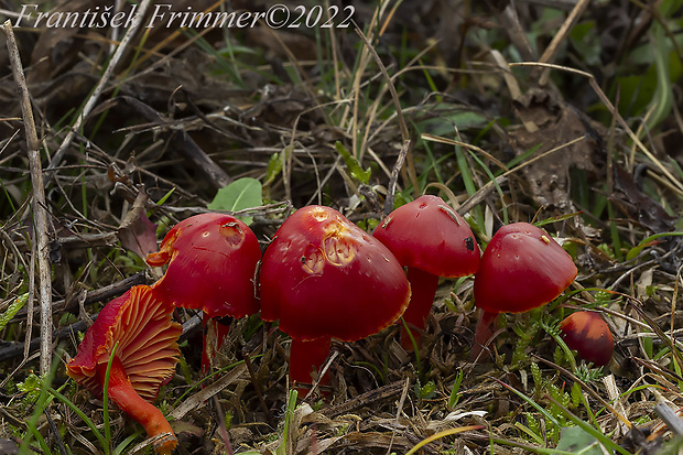 lúčnica šarlátová Hygrocybe coccinea (Schaeff.) P. Kumm.