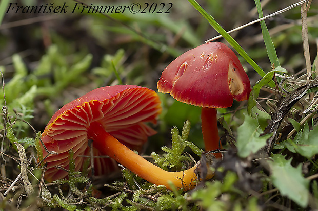 lúčnica šarlátová Hygrocybe coccinea (Schaeff.) P. Kumm.