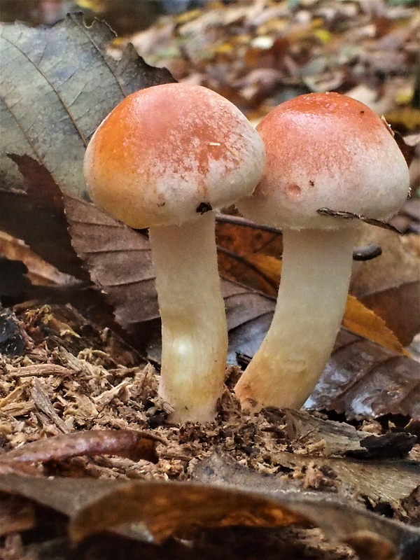 strapcovka tehlovočervená Hypholoma lateritium (Schaeff.) P. Kumm.