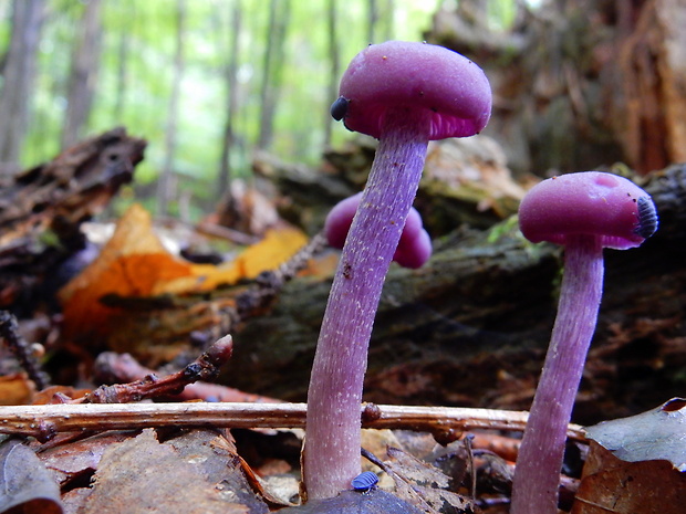 lakovka ametystová Laccaria amethystina (Huds.) Cooke