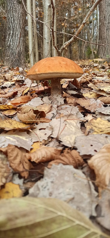 kozák osikový Leccinum scabrum (Bull.) Gray