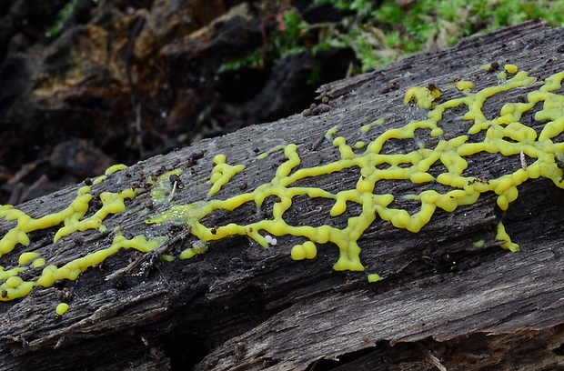 slizovka Myxomycetes