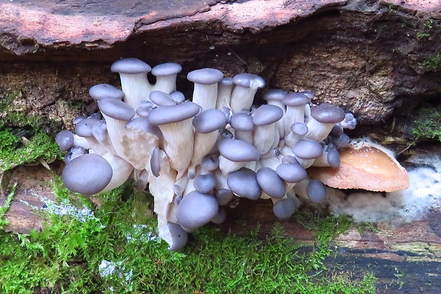 hliva ustricovitá modrastá Pleurotus columbinus Quél.