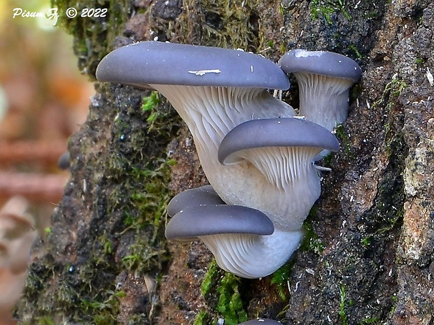 hliva ustricovitá modrastá Pleurotus columbinus Quél.