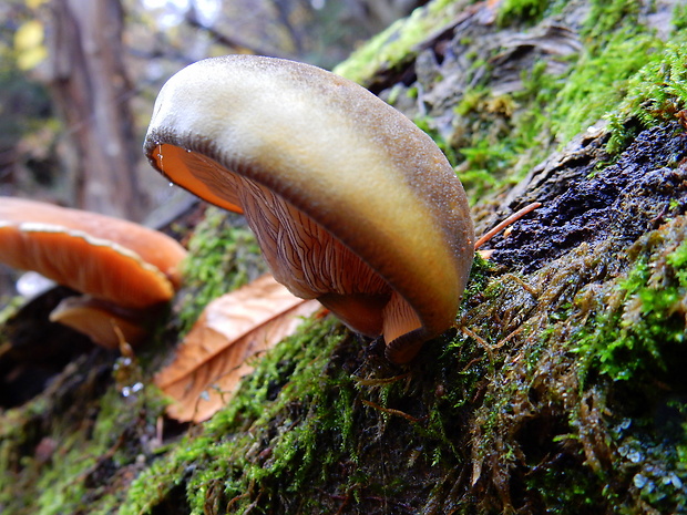 pňovka neskorá Sarcomyxa serotina (Pers.) P. Karst.