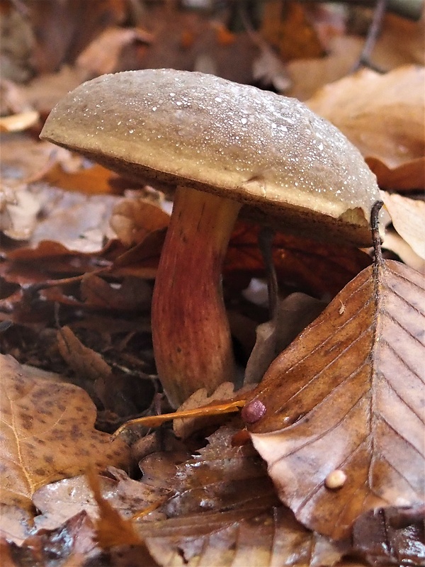 suchohríb Xerocomus sp.