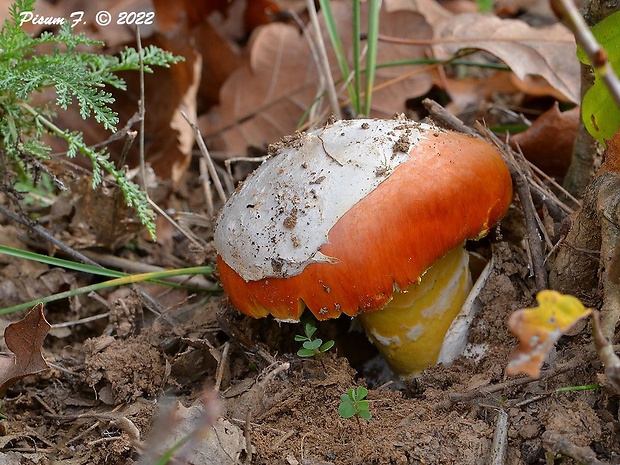 muchotrávka cisárska Amanita caesarea (Scop.) Pers.