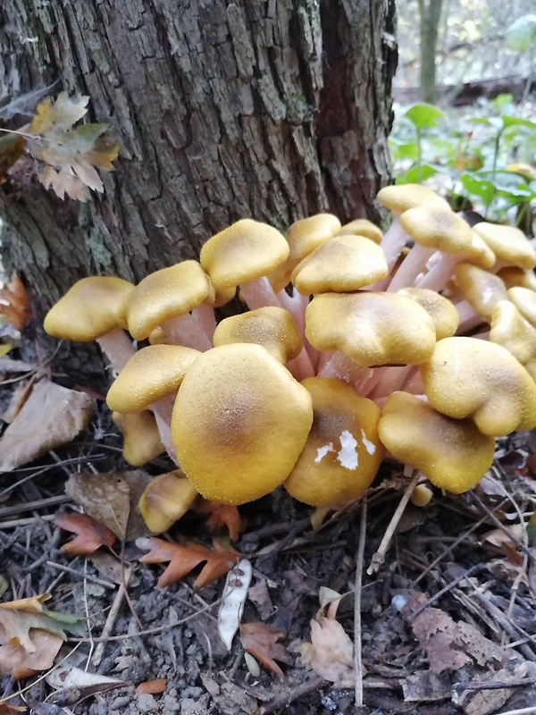 podpňovka Armillaria sp.