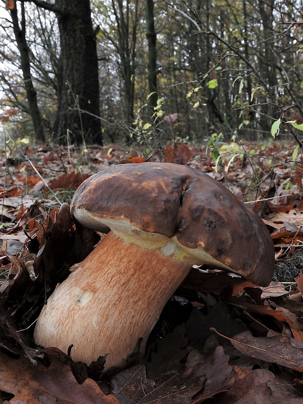 hríb bronzový Boletus aereus Bull. ex Fr.