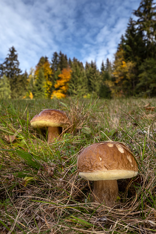 hríb smrekový Boletus edulis Bull.