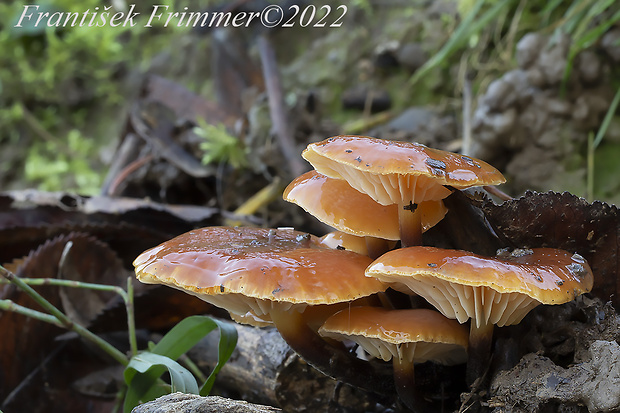 plamienka Flammulina sp.