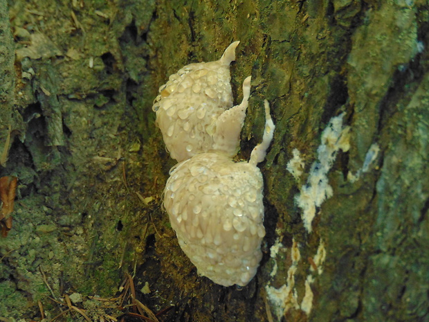 práchnovček pásikavý Fomitopsis pinicola (Sw.) P. Karst.