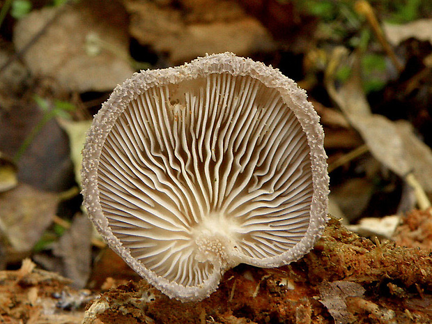 lastúrka plstnatá Hohenbuehelia mastrucata (Fr.) Singer