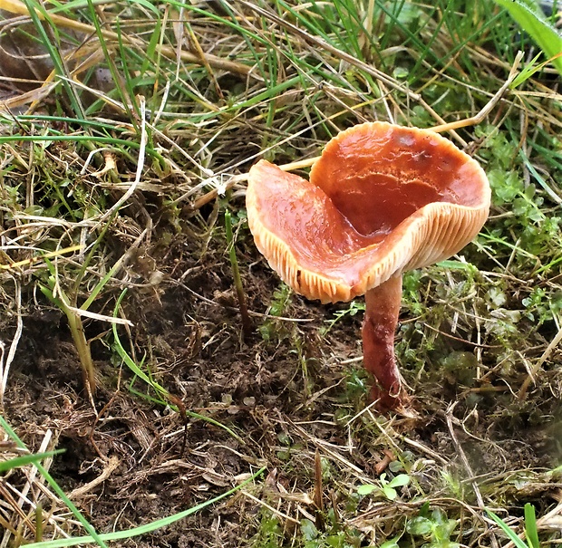 lúčnica sp. Hydrocybe sp. (Holmsk.) R.H. Petersen