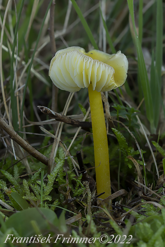 lúčnica citrónovožltá Hygrocybe chlorophana (Fr.) Wünsche