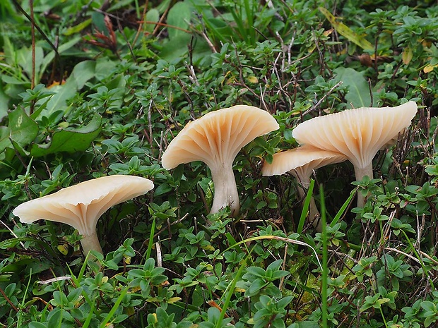 lúčnica snehobiela hnedastá Hygrocybe virginea var. fuscescens (Bres.) Arnolds