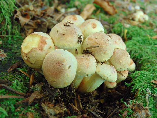 strapcovka Hypholoma sp.