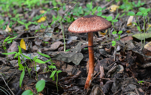 bedlica šafranovočervená Leucoagaricus croceovelutinus (Bon & Boiffard) Bon & Boiffard