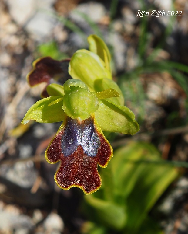 hmyzovník Ophrys fusca subsp. funerea