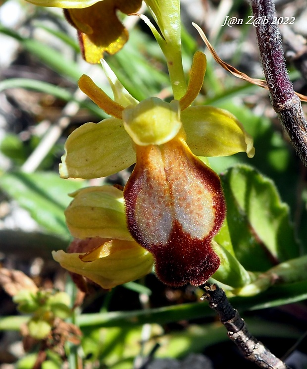 hmyzovník Ophrys fusca subsp. lupercalis