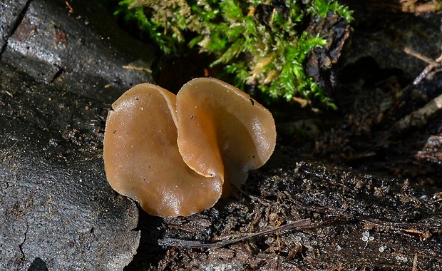 čiaška Peziza sp.