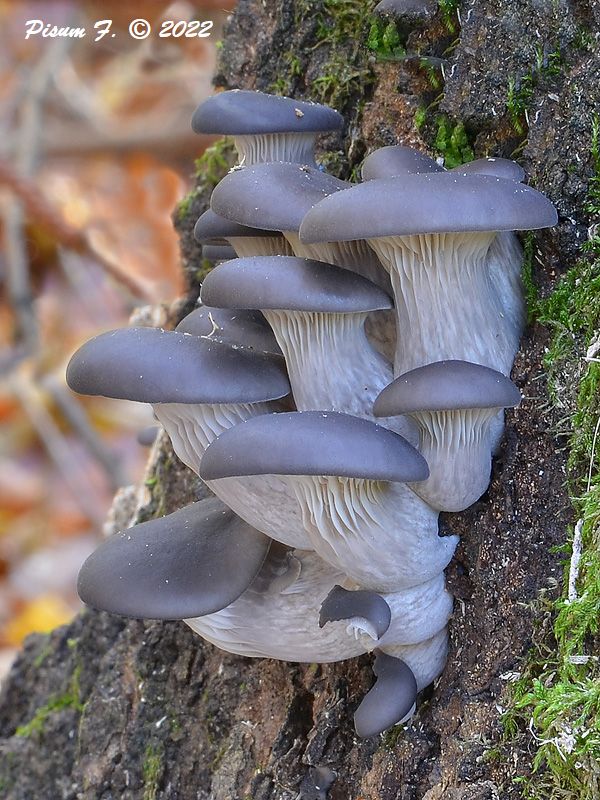 hliva ustricovitá modrastá Pleurotus columbinus Quél.