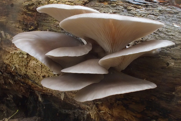 hliva ustricovitá Pleurotus ostreatus (Jacq.) P. Kumm.