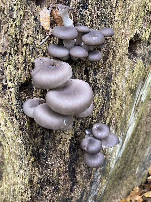 hliva ustricovitá Pleurotus ostreatus (Jacq.) P. Kumm.