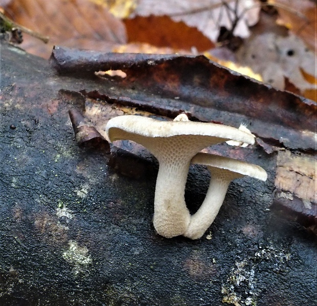 trúdnik Polyporus sp.