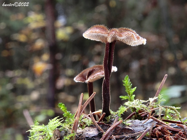 lopatovka obyčajná Auriscalpium vulgare Gray