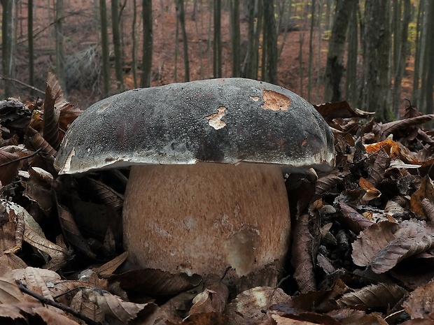 hríb bronzový Boletus aereus Bull. ex Fr.