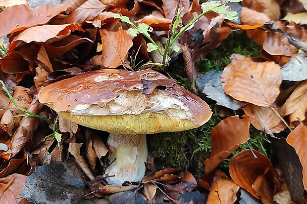 hríb smrekový Boletus edulis Bull.