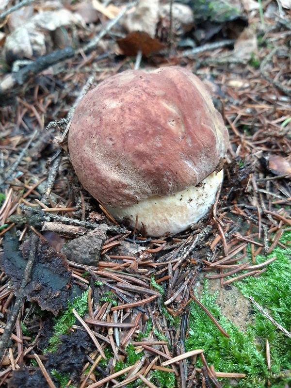 hríb sosnový Boletus pinophilus Pil. et Dermek in Pil.