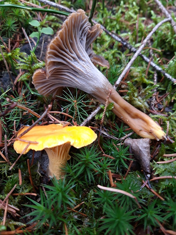 kuriatko jedlé Cantharellus cibarius Fr.