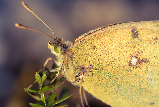 žltáčik podkovkový Colias sareptensis