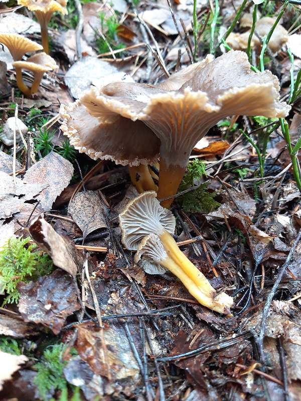 kuriatko lievikovité Craterellus tubaeformis (Fr.) Quél.