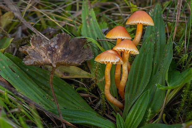 lúčnica horká Hygrocybe mucronella (Fr.) P. Karst.