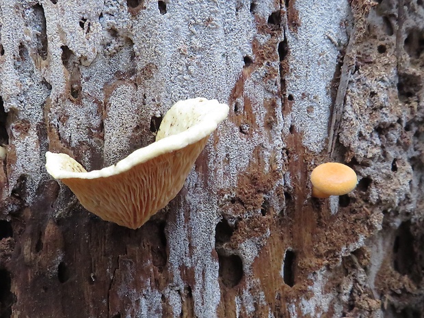 líška oranžová Hygrophoropsis aurantiaca (Wulfen) Maire