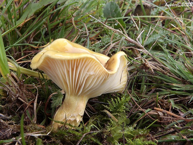 šťavnačka mrazová Hygrophorus hypothejus (Fr.) Fr.