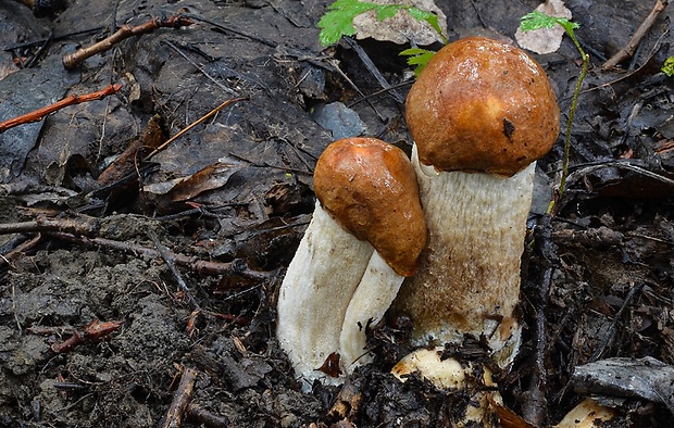 kozák osikový Leccinum albostipitatum den Bakker & Noordel.