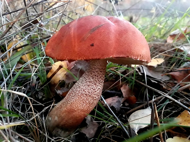 kozák dubový Leccinum aurantiacum (Bull.) Gray