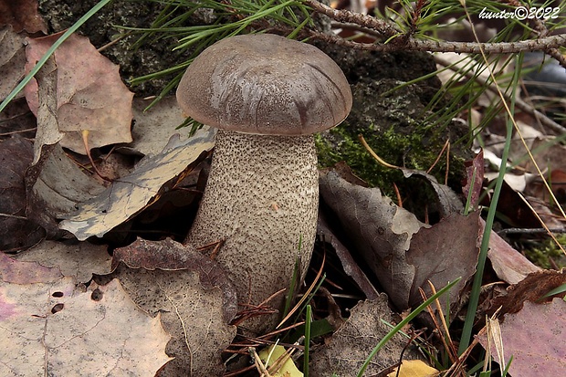 kozák topoľový Leccinum duriusculum (Schulzer ex Kalchbr.) Singer