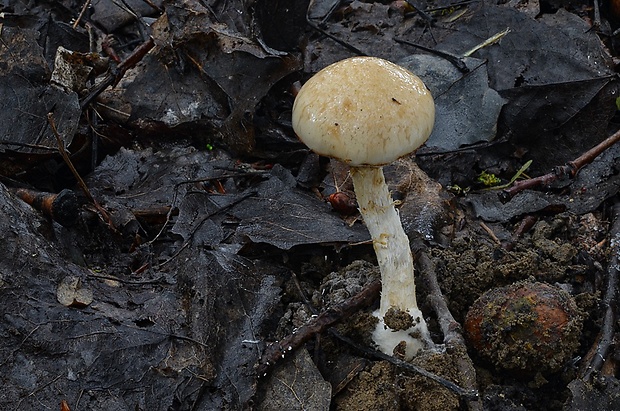 šupinovka gumová Pholiota gummosa (Lasch) Singer