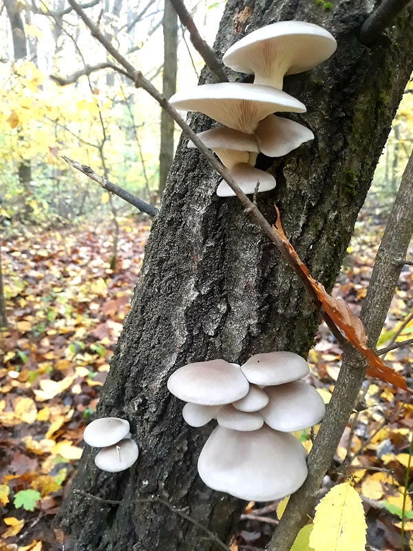 hliva ustricovitá Pleurotus ostreatus (Jacq.) P. Kumm.