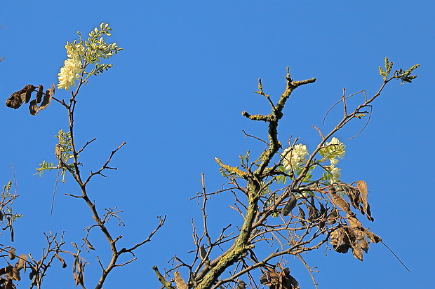 agát biely Robinia pseudoacacia L.