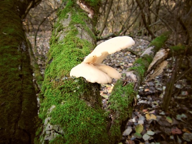 pňovka neskorá Sarcomyxa serotina (Pers.) P. Karst.