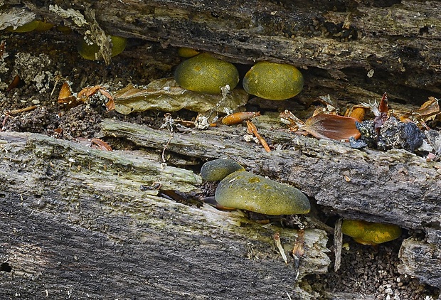 pňovka neskorá Sarcomyxa serotina (Pers.) P. Karst.