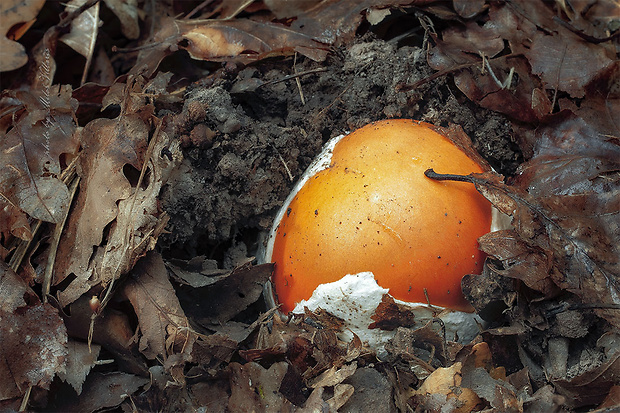 muchotrávka cisárska Amanita caesarea (Scop.) Pers.