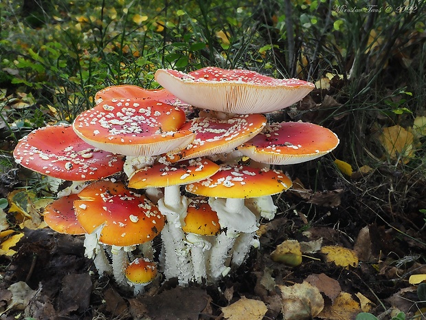 muchotrávka červená Amanita muscaria (L.) Lam.