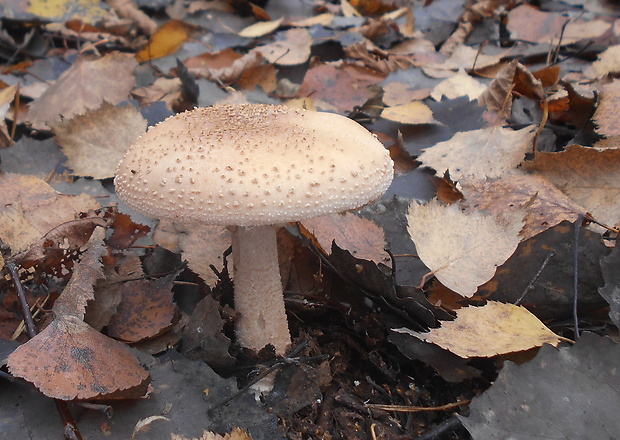 muchotrávka červenkastá Amanita rubescens Pers.